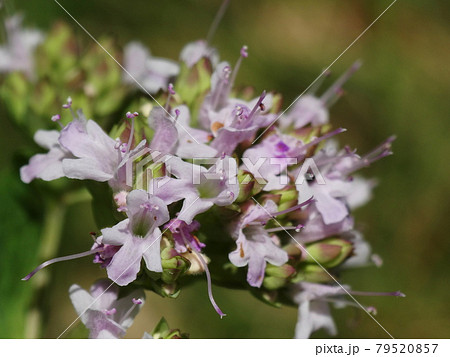 オレガノ　Oregano 79520857