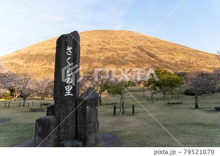 【静岡県】 大室山 さくらの里 【静岡県】 大室山 さくらの里 79521070