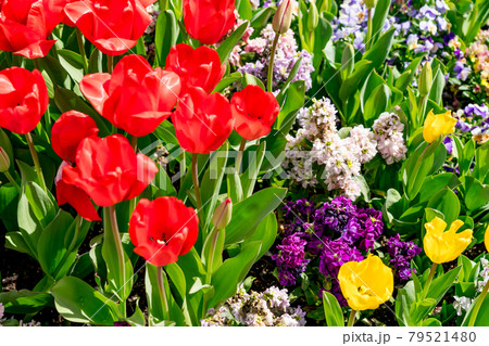 ガーデニング 79521480