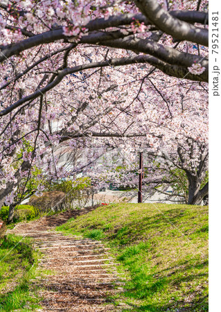 春の桜並木 春の桜並木 79521481