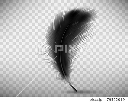 Black fluffy feather with shadow realistic Black fluffy feather with shadow realistic 79522019