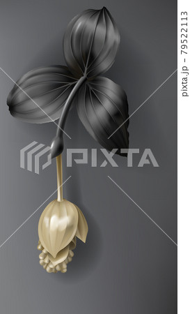Tropical black and gold medinilla flower on dark 79522113