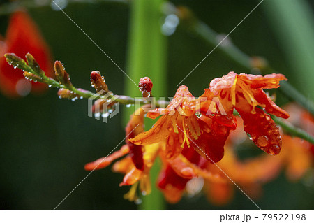 ヒメヒオウギズイセンの花 ヒメヒオウギズイセンの花 79522198