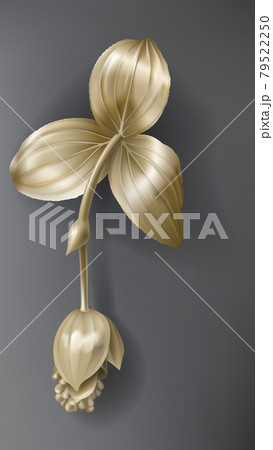 Tropical gold medinilla flower on dark black 79522250