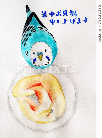 インコの暑中見舞い インコの暑中見舞い 79522335