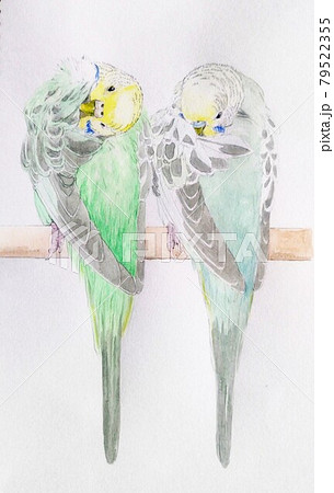 お手入れに夢中なセキセイインコ お手入れに夢中なセキセイインコ 79522355