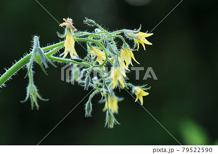 ミニトマトの一枝から出る蕾 花 実の写真素材