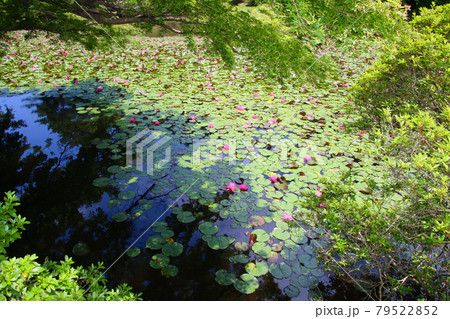 蛇の鼻遊楽園・スイレン（福島県・本宮市） 79522852