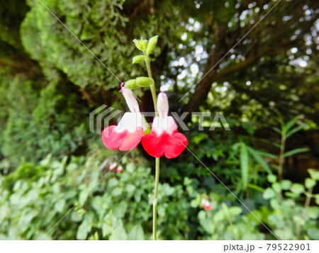 ホットリップスの花 ホットリップスの花 79522901