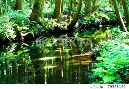 鬱蒼と茂った森から湧き出る湧水や伏流水は牛渡川となり海へと流れ出る 鬱蒼と茂った森から湧き出る湧水や伏流水は牛渡川となり海へと流れ出る 79523142