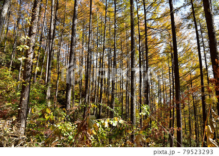 カラマツの黄葉 79523293