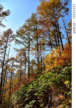 カラマツの黄葉 79523357