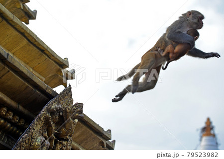 Jumping monkey with her baby Jumping monkey with her baby 79523982