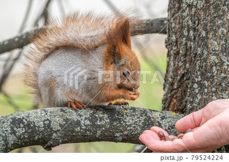 A squirrel in the spring or autumn eats nuts from a human hand. Eurasian red squirrel, Sciurus vulgaris 79524224