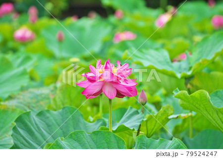 雨粒を付けた赤いハスの花 雨粒を付けた赤いハスの花 79524247