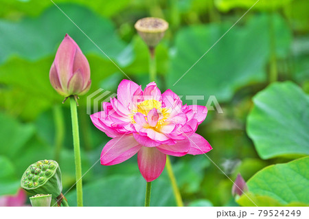 雨粒を付けた赤いハスの花 雨粒を付けた赤いハスの花 79524249