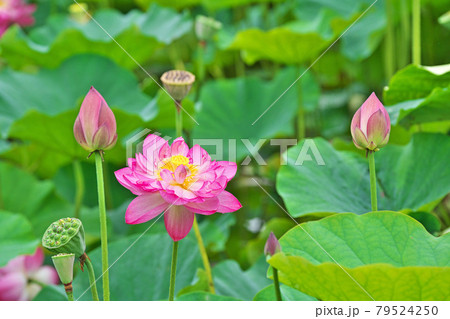 雨粒を付けた赤いハスの花 雨粒を付けた赤いハスの花 79524250