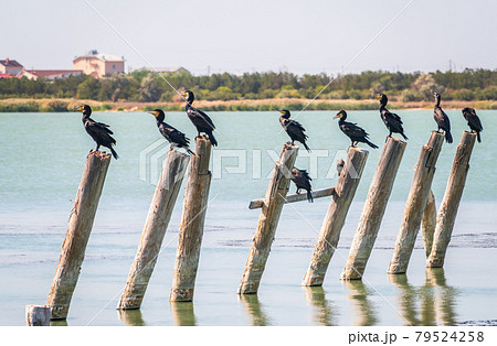 A flock of cormorants sits on a old sea pier 79524258