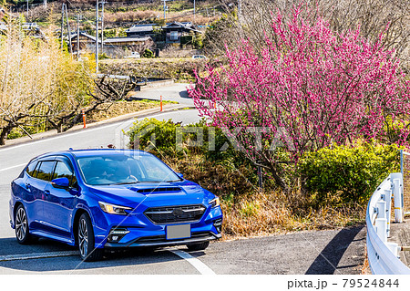 梅の花の前に停まる青い乗用車。和歌山県紀の川フルーツラインにて 梅の花の前に停まる青い乗用車。和歌山県紀の川フルーツラインにて 79524844
