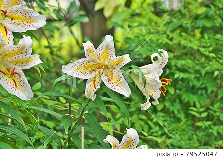 大きなヤマユリの花 大きなヤマユリの花 79525047