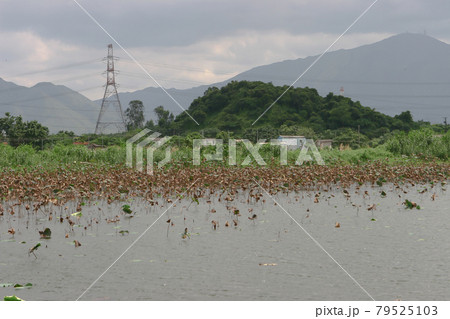 a fish pond at Shan Pui Tsuen, yuen long HK a fish pond at Shan Pui Tsuen, yuen long HK 79525103