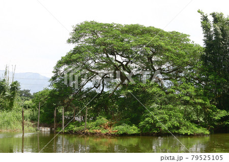 a fish pond at Shan Pui Tsuen, yuen long HK 79525105