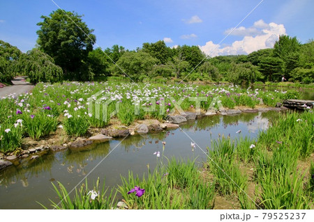 緑水苑・アヤメ(福島県・郡山市) 緑水苑・アヤメ(福島県・郡山市) 79525237