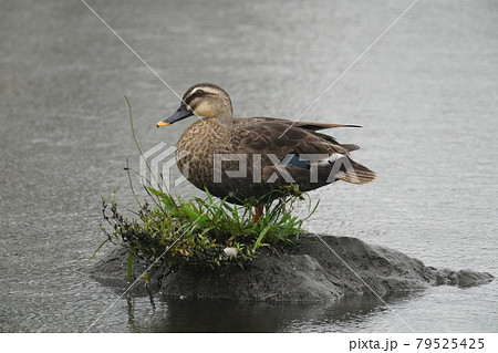雨中に佇むカルガモ 79525425