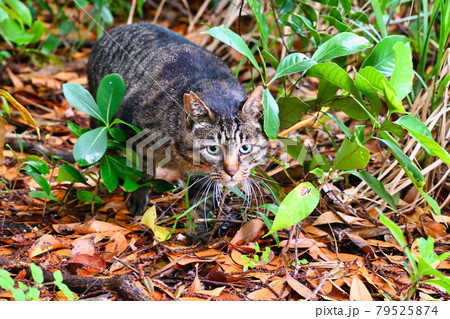 地面に座ってこちらを見ているキジトラ猫 79525874
