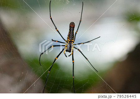 Large spider on web , Golden Silk Orb weaver Large spider on web , Golden Silk Orb weaver 79526445