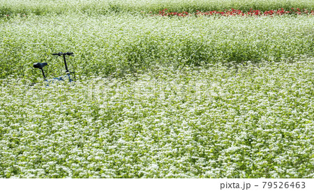 ソバの花が咲く風景(鳥取市鹿野町) ソバの花が咲く風景(鳥取市鹿野町) 79526463