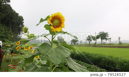 Sunflower flowers and nature near Siheung Lotus Theme Park 79526527