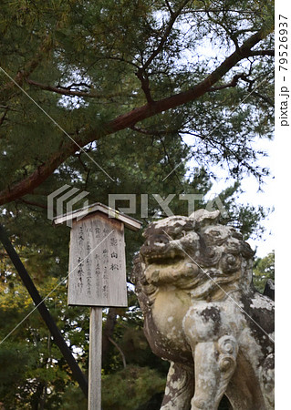 北野天満宮　影向松（ようごうのまつ） 79526937