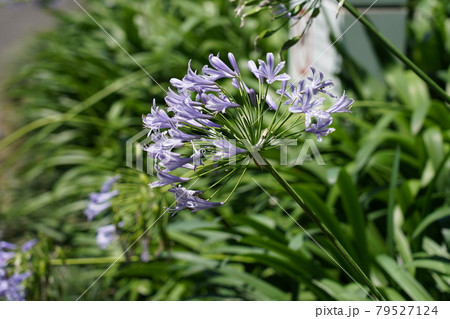 ムラサキクンシラン ムラサキクンシラン 79527124