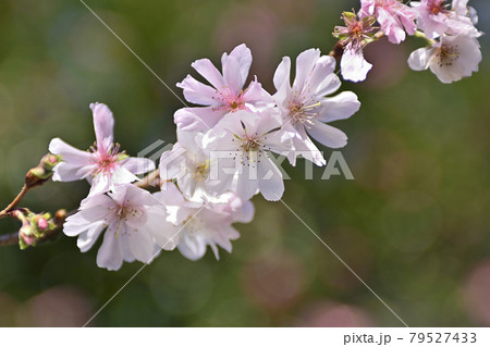 平野神社 十月桜 平野神社 十月桜 79527433