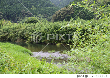 初夏の新荘川風景 79527503