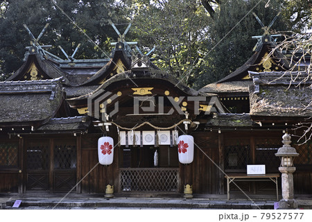平野神社　本殿と接木の拝殿 79527577