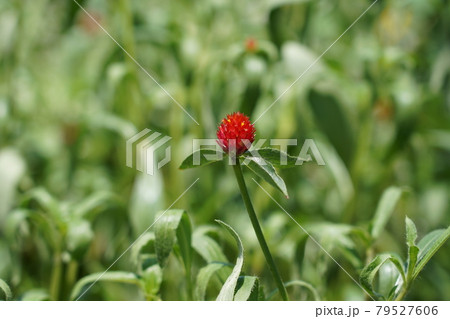 センニチコウ 79527606