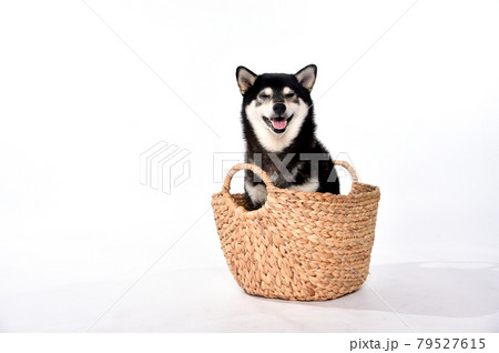 かごに入る黒毛の柴犬のポートレート 79527615