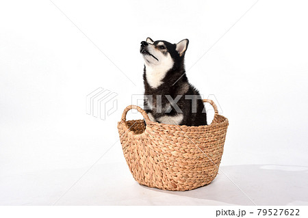 かごに入る黒毛の柴犬のポートレート かごに入る黒毛の柴犬のポートレート 79527622