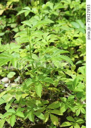 キンミズヒキ 薬効植物  キンミズヒキ 薬効植物  79527955