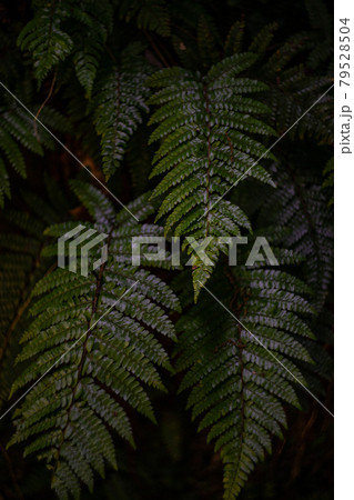 Green leaves of fern plant Green leaves of fern plant 79528504