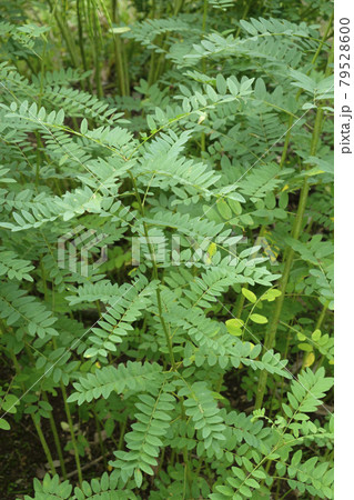 クララ　薬効植物　薬草 79528600