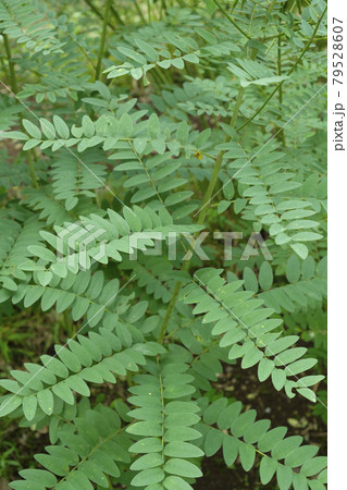 クララ　薬効植物　薬草 79528607