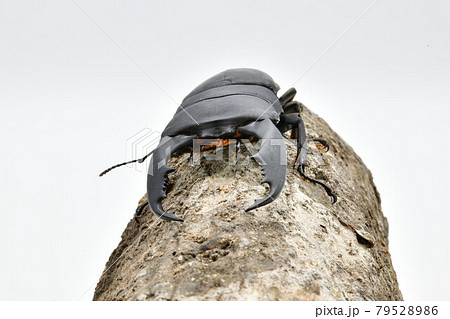 テイオウヒラタクワガタ 79528986