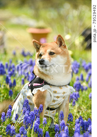 新緑の中、お花畑でおすましする柴犬 新緑の中、お花畑でおすましする柴犬 79529492