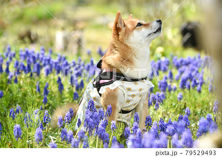 新緑の中、お花畑でおすましする柴犬 79529493