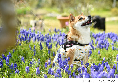 新緑の中、お花畑でおすましする柴犬 新緑の中、お花畑でおすましする柴犬 79529502