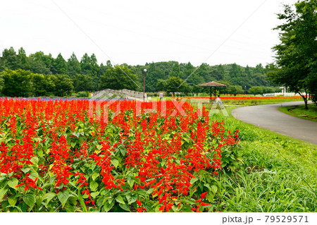 埼玉県さいたま市　大宮花の丘農林公苑サルビア 79529571