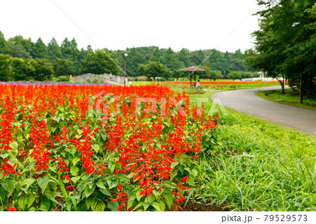 埼玉県さいたま市　大宮花の丘農林公苑サルビア 79529573